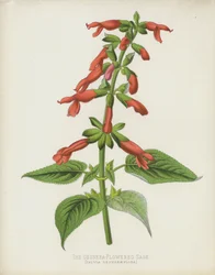 The Gesnera-Flowered Sage